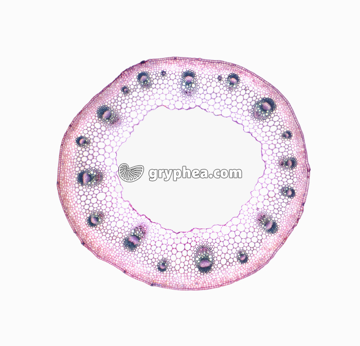 Tige de Renoncule - structure primaire CT x12 - gryphea.com